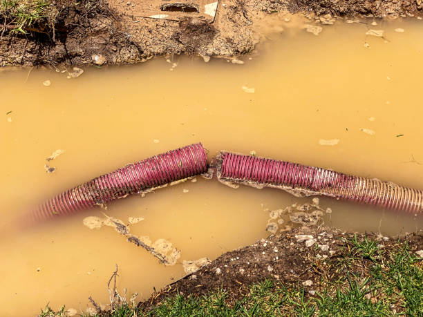Best Flood restoration services  in Spring Grove, IL