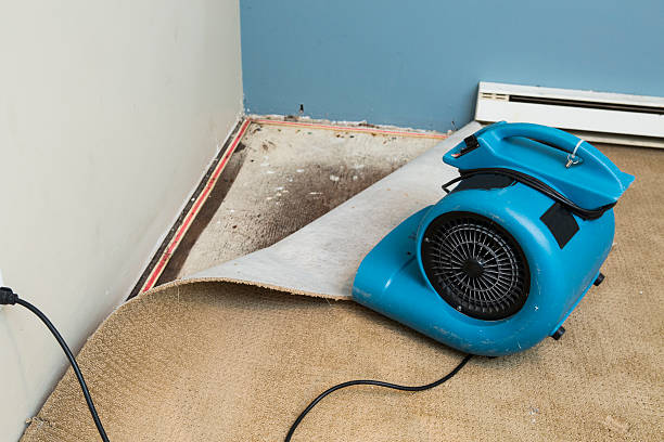 Best Water damage cleanup near me  in Spring Grove, IL